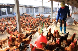 Chăn nuôi gà đối mặt khủng hoảng thừa 